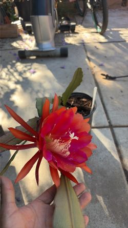 Cactus apifylum