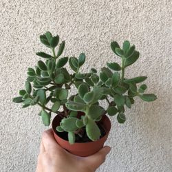 Beautiful Panda Paw Succulents Plant