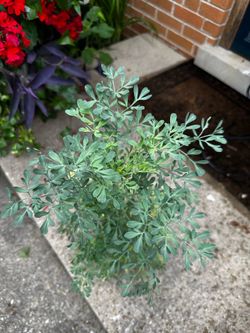 Plantas de Ruda
