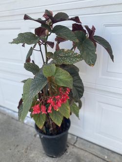 Begonia Lucerna Blooming Shade Plant, In 5 Gallóns Pot Pick Up Only