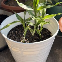 Lucky Bamboo