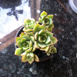 4” Potted Succulent