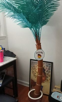 Palm trees over 6ft