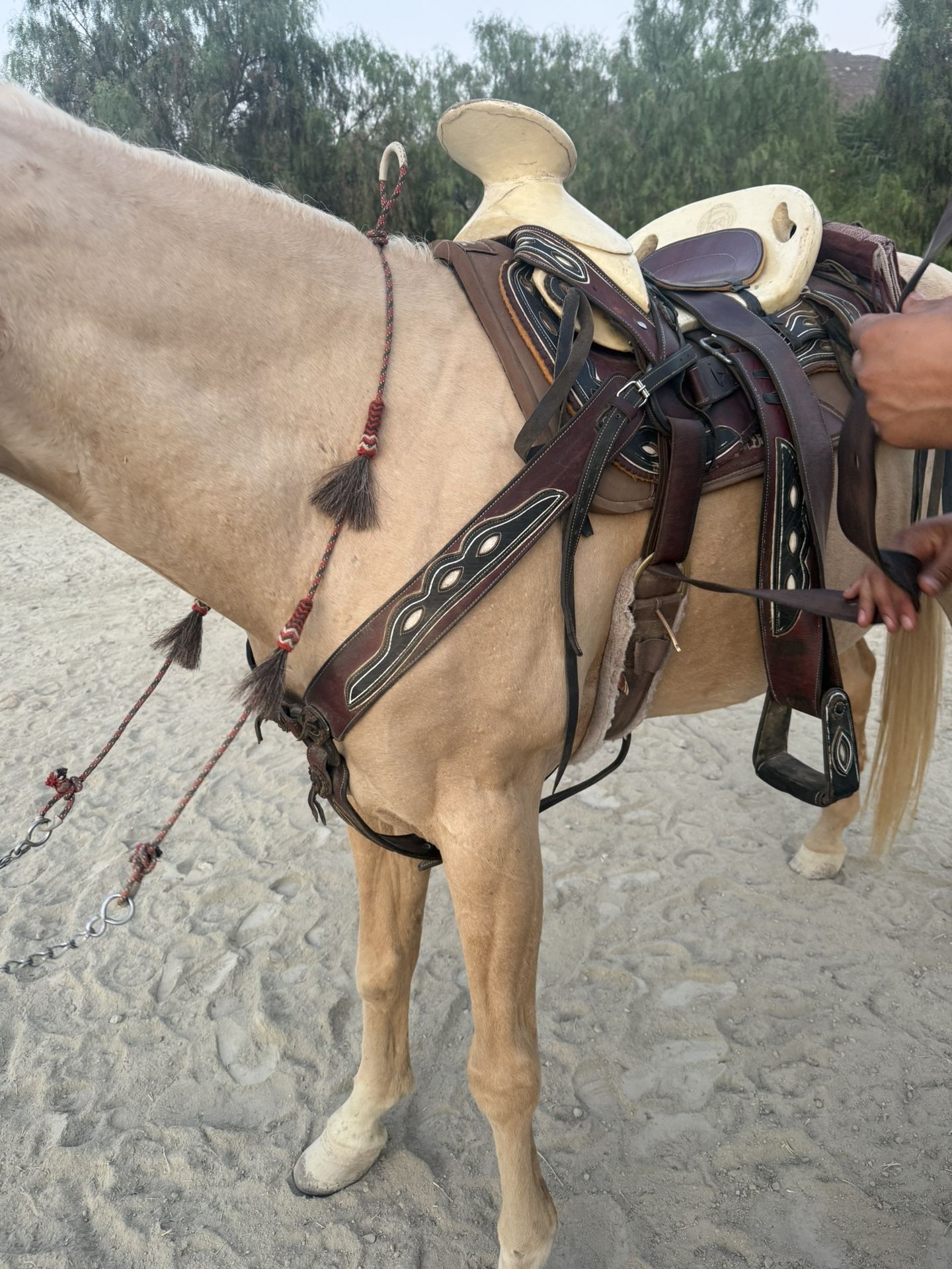 Caballo Montura Cafe No Pechera