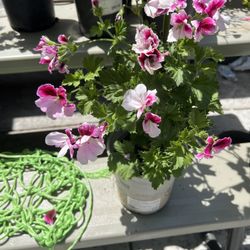 Geranium 