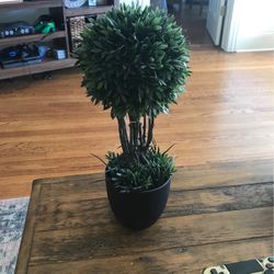 Indoor/Outdoor Decorative Plant From Home goods! Brand New