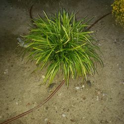 Drip For Plants 