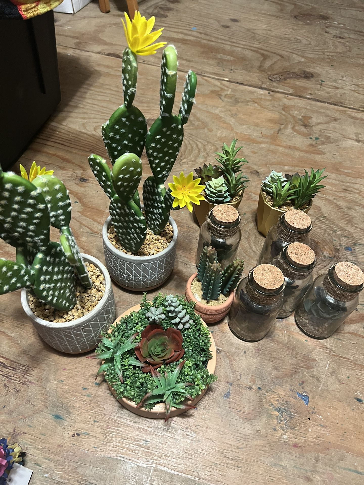 Cactus And Succulents
