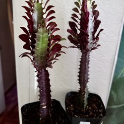 🌿Euphorbia RED  Lucky 15” Tall PLANT🙏PLS READ DESCRIPTION