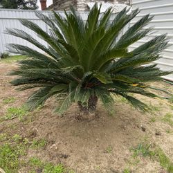 Sago Palm