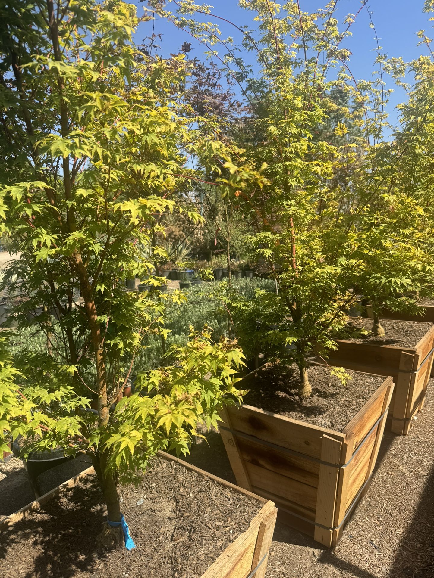 Sango Kaku Japanese Maple Tree