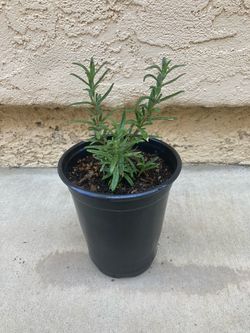 Culinary Rosemary Spice Island Herb Plant in 4.75” Pot, Organically Grown
