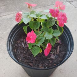 plantas floresrosa$5planta rayada$8