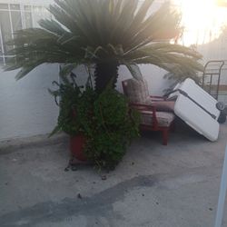 Palma Grande Gratis Free