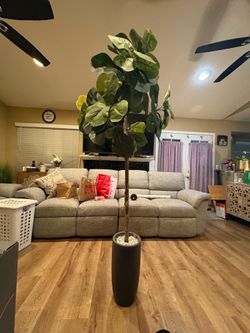 6ft tall tree