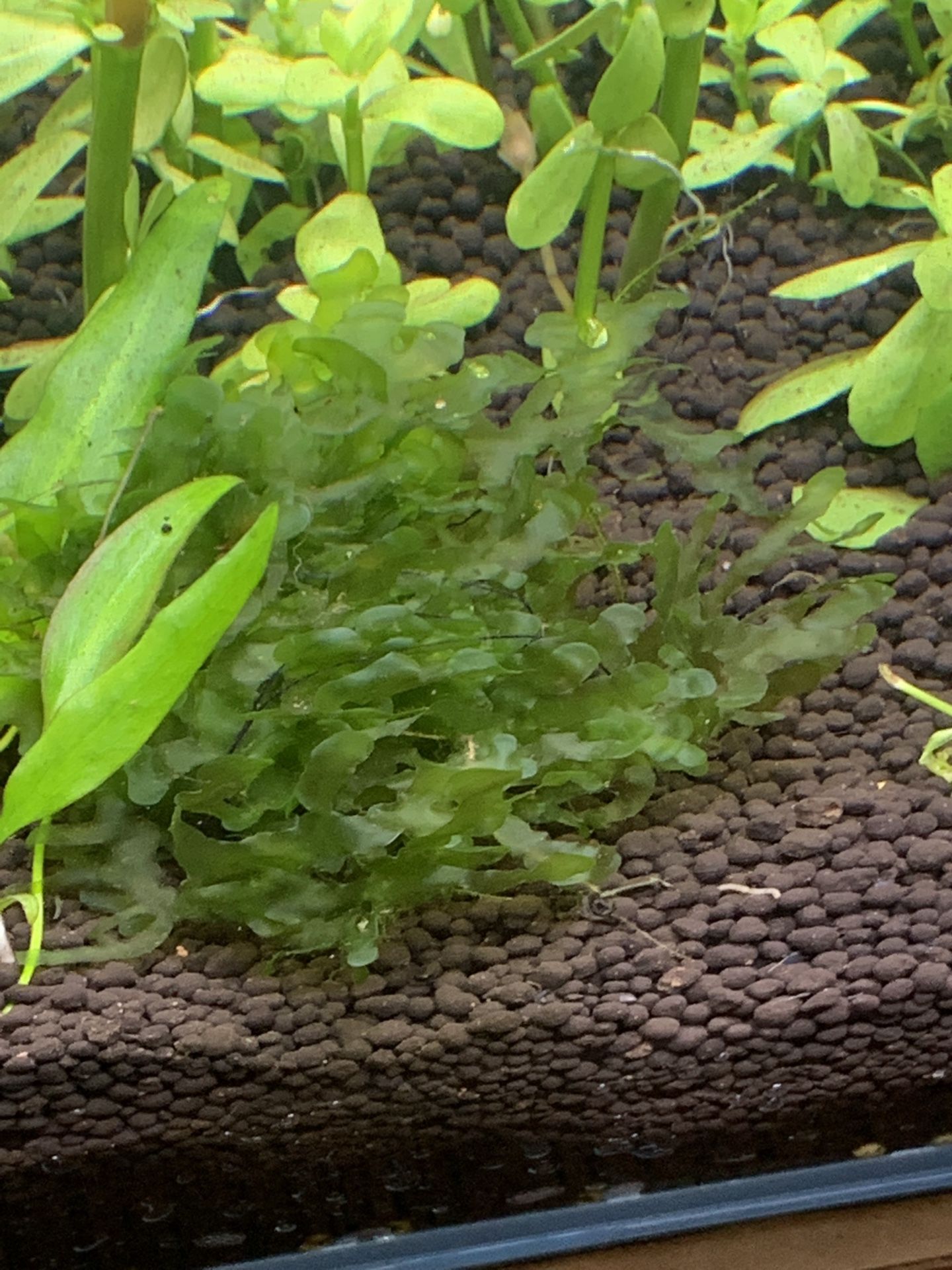 Aquarium fish tank plant