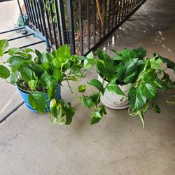 Potos plant 