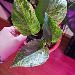 Marble Queen Pothos 