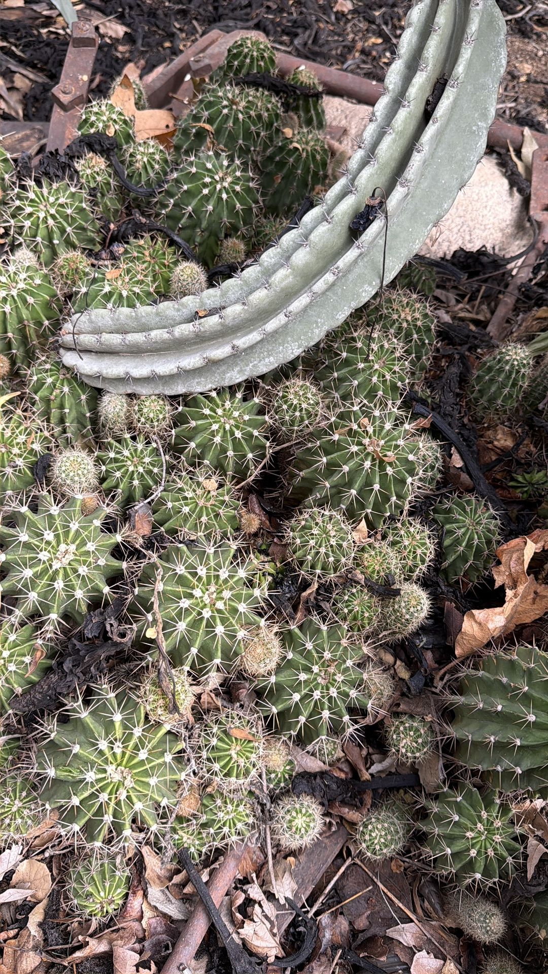 Cactus, Succulents and Other Plants