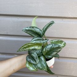 4”‘scindapsus silver queen
