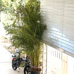 Areca Palm