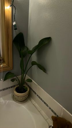 Bird of paradise plant