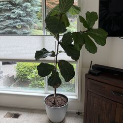 Fig Plant 7 feet tall (live)