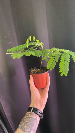 Flame tree seedling