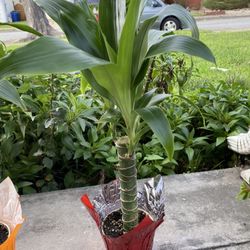 Tree $25