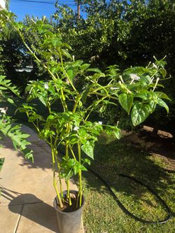 5 feet maraviya Plant