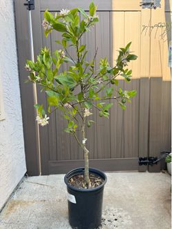 New Zealand Lemon tree
