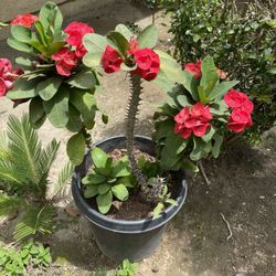 Planting Soil / Tierra Para Plantas