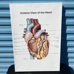 Medical wall art - photo of the human heart