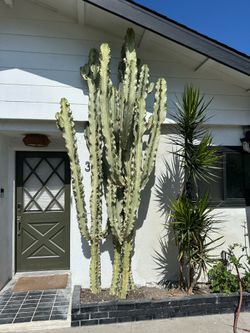 Full grown “Cactus” (Euphorbia Ammak)