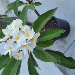 7 Arms Frangipani  Plumeria Rooted Samoan Fluff Pure Bright  White With Bright Yellow Center