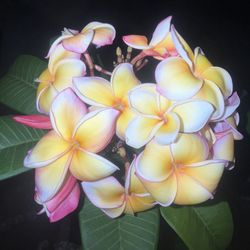 “Lei Rainbow” Plumeria Cuttings