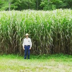 12 foot Garden Grass