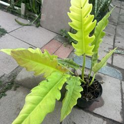 Philodendron Golden Crocodile Plant