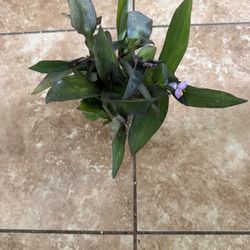 Green Heart Plant