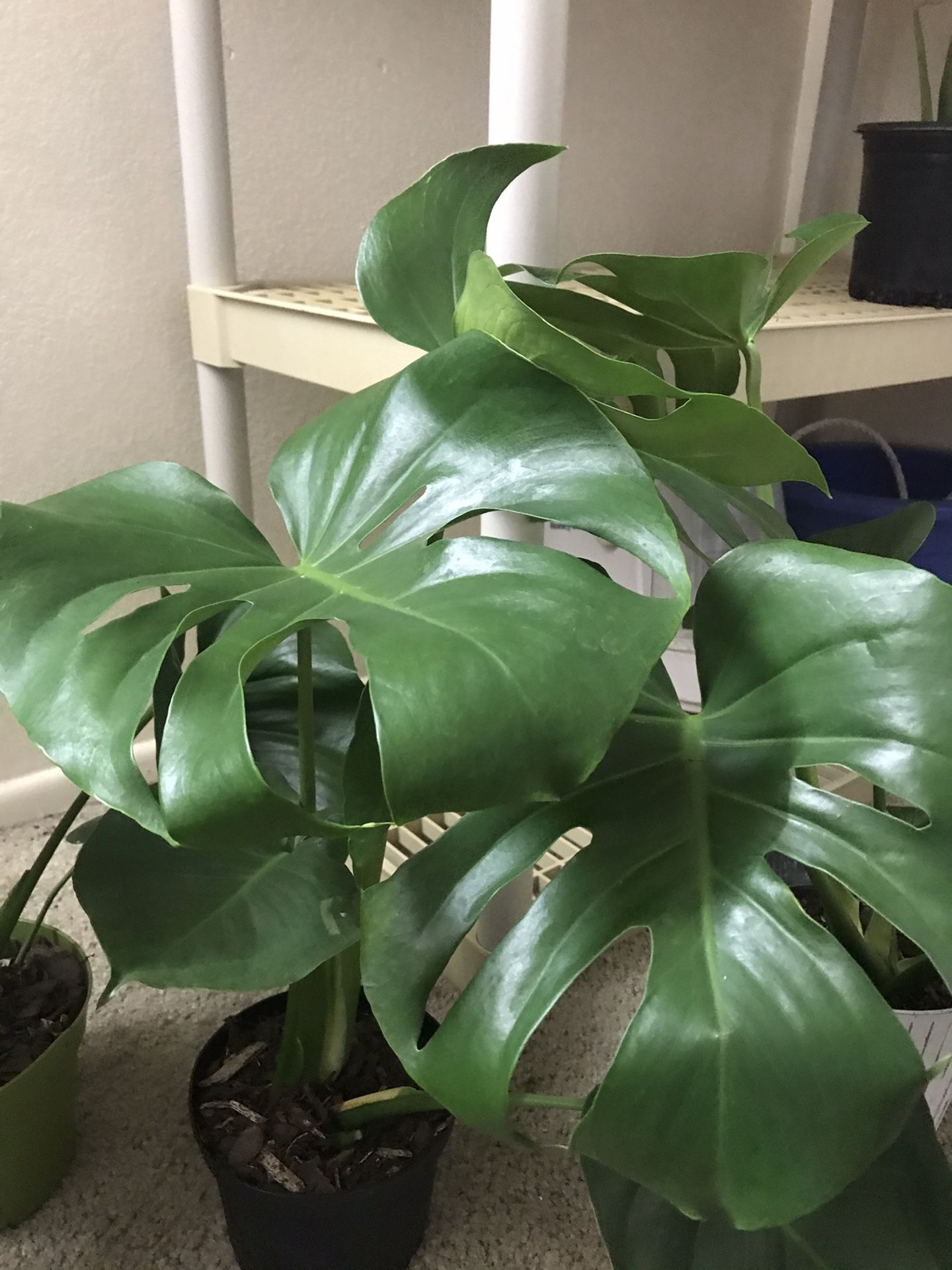 Indoor plants (Monstera deliciosa)