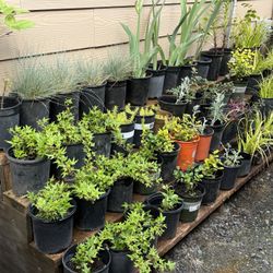 Perennial Plant !!! 5$ Each 