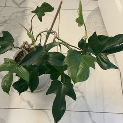Philodendron Florida Green