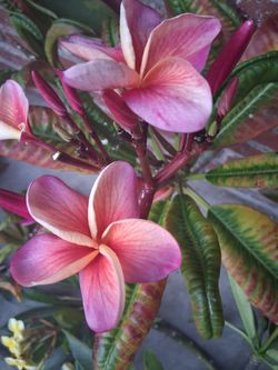 Rare plumeria clipping