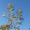 Acacia