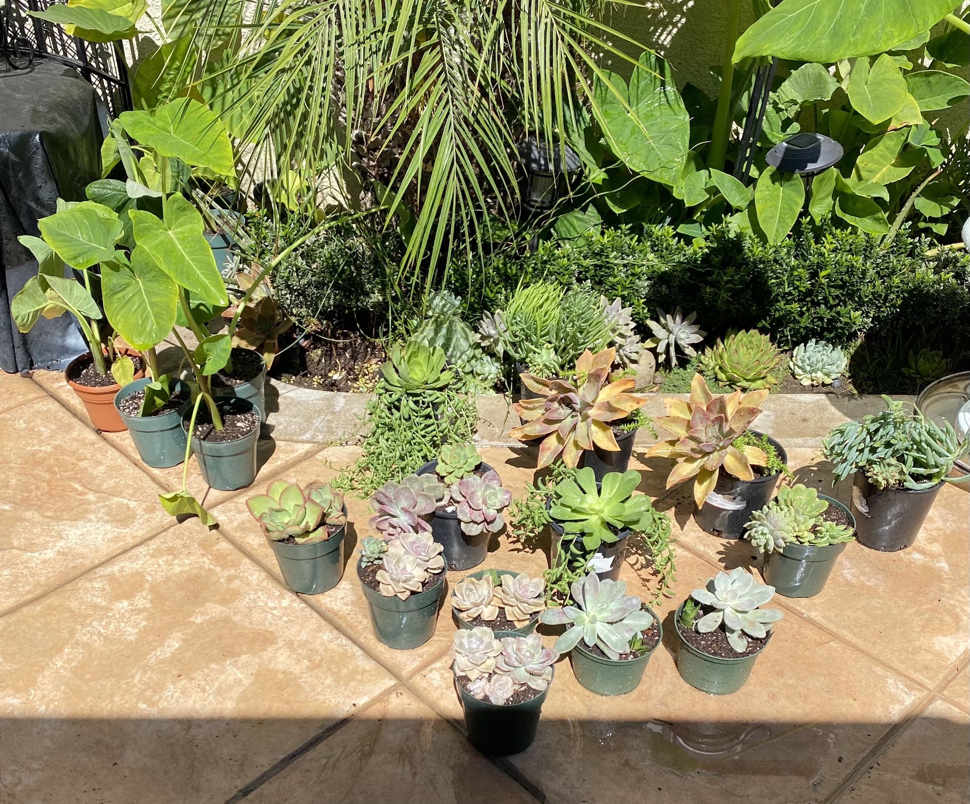 different plants in a pot for 15 each .