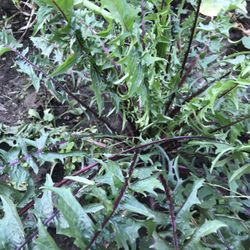 Italian Dandelion Plants