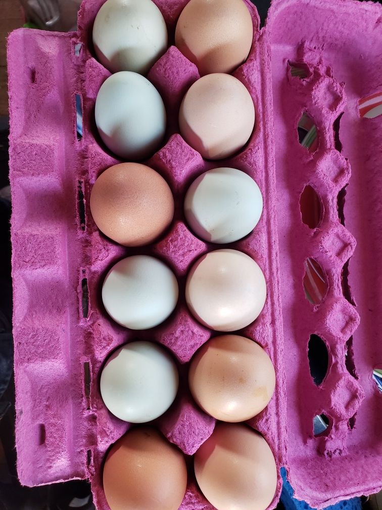 Farm fresh eggs