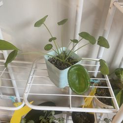 Chinese Money Plant, Pilea Perperomia, UFO Plant 3 In Pot