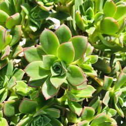 Kiwi Aeonium Succulents 🪷