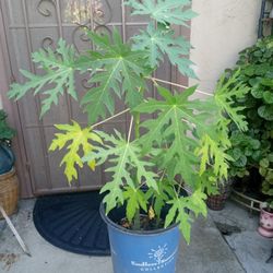 arboles de pitayo Tiene 3 chicos y uno grande